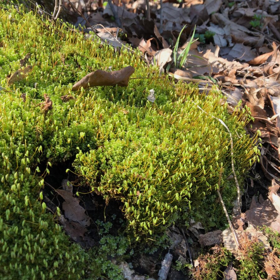 A lush mat of moss along a nature trail in the spring