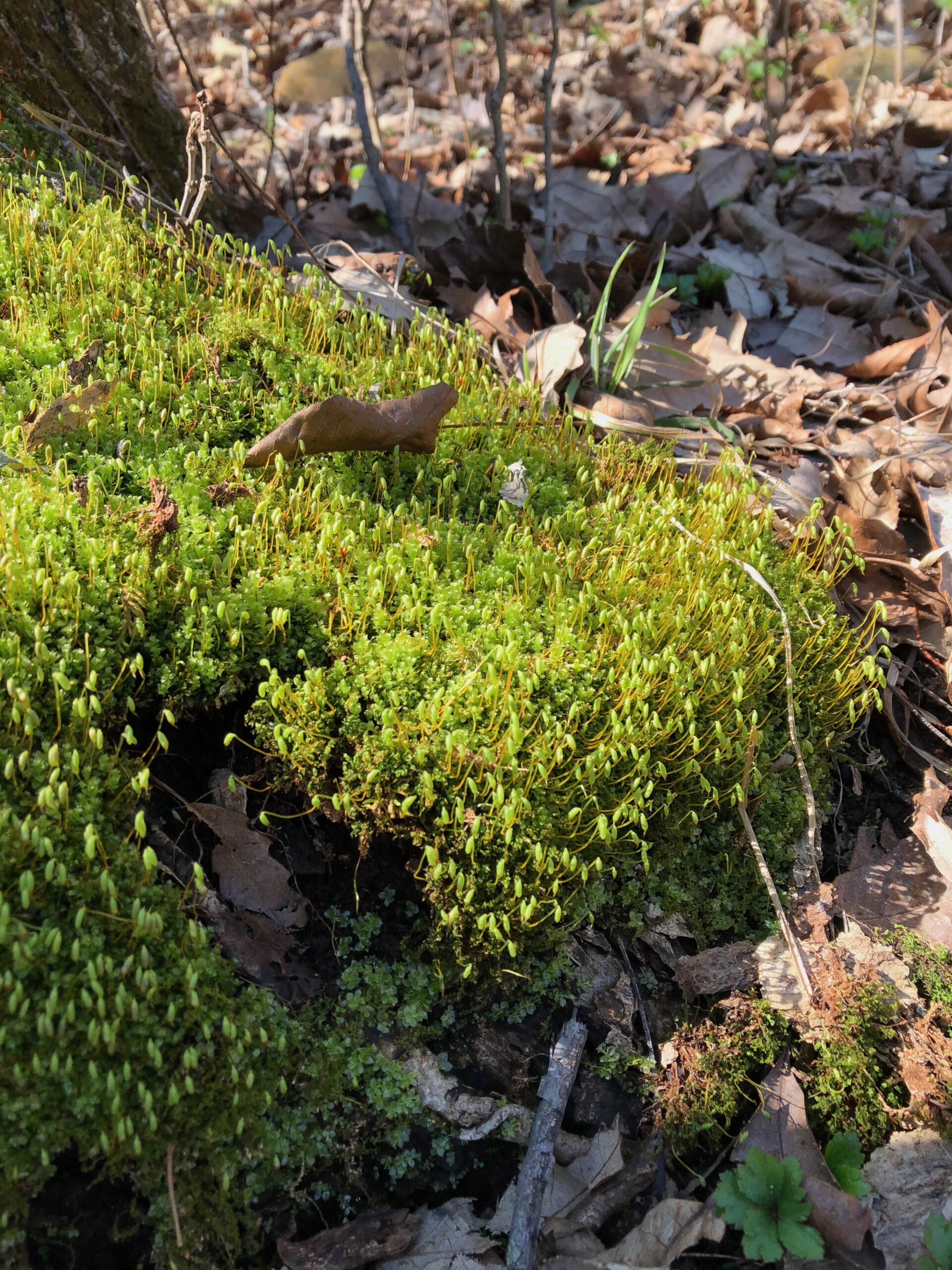 A lush mat of moss along a nature trail in the spring